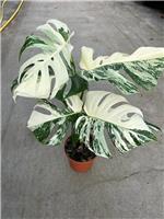 Monstera deliciosa albo variegata - Variegated Swiss Cheese Plant - Very Heavily Variegated