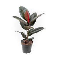 Ficus elastica Abidjan - Dark leaf Rubber Plant