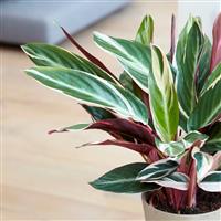 Stromanthe Sanguinea Triostar - Calathea - Prayer Plant