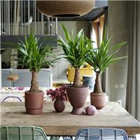 Indoor Yucca - Maya Tree - Perfect to Brighten up the Home - Circa 70-90cms