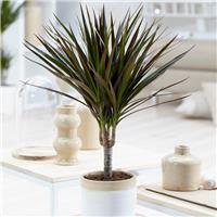 Dracaena marginata Magenta - Dragon Tree - 35-45cm
