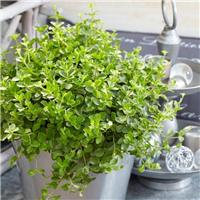 Peperomia rotundifolia - Trailing Jade Plant