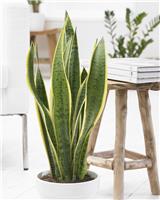 Sansevieria Variegated - Snake Plant - Complete with White Display Pot