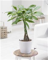 Pachira aquatica multi-stem tree - 'Money Tree'