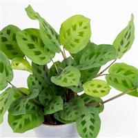 Maranta Kerchoveana - Prayer Plant