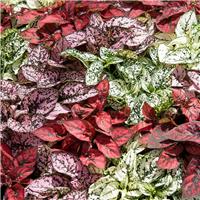 Hypoestes mix - Pack of THREE Polka Dot Plants