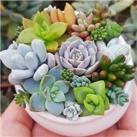 Succulent Plant Collection - FOUR Contemporary Trendy Plants
