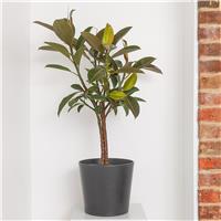 Rubber Plant Tree - Ficus elastica Melany