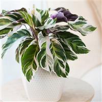 Calathea Fusion White