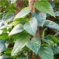 Epipremnum aureum - Devil's Ivy - Golden Pothos on a Moss Pole