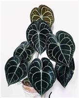 Anthurium clarinervium