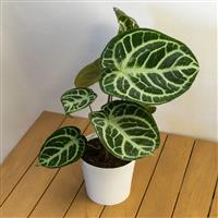 Anthurium Crystallinum