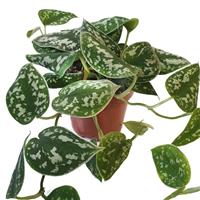 Satin Pothos - Epipremnum pictum Argyraeus - Scindapsus