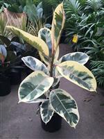 Ficus elastica Tineke - Variegated Rubber Plant