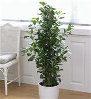 Ficus microcarpa Moclame - House Plant - 50-80cm