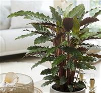 Calathea Rufibarba Velvet