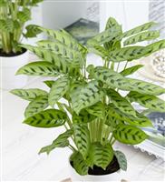 Calathea Leopardina