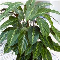 Calathea louisae 'Mauri Queen' - Prayer Plant