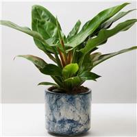 Philodendron 'Imperial green' - 50cm tall