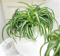 Curly Spider Plant - Chlorophytum Bonnie