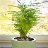 Asparagus Fern - Asparagus Setaceus