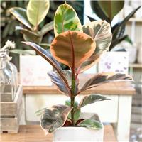 Ficus elastica Belize - Pink Rubber Plant - circa 70-100cm