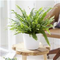 Nephrolepis Boston Fern - YOUNG Plant
