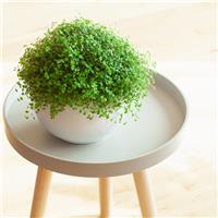 Soleirolia soleirolii - Mind Your Own Business Plant