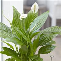Spathiphyllum - Peace Lily