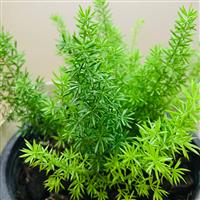 Asparagus Fern - Asparagus Sprengerii
