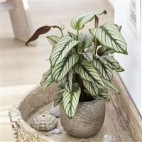 Calathea majestica Whitestar