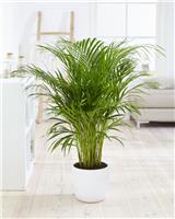 Dypsis Areca Parlour Palm - Perfect Palm for indoors - 170-200cm Potted Plant
