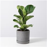 Ficus Lyrata Bambino - Fiddle Leaf Fig