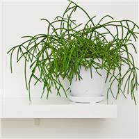 Rhipsalis baccifera - Mistletoe Cactus