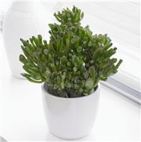 Large Crassula Ovata Hobbit - Jade Plant