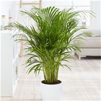 Dypsis Areca Parlour Palm - Perfect Palm for indoors - Large circa 100-120cm (3-4ft) tall