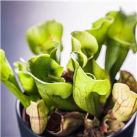 Purple Pitcher Plant - Sarracenia purpurea Venosa - Carnivorous Plant