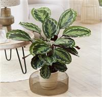 Calathea Medallion