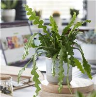Epiphyllum anguliger - Fishbone Cactus