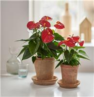 Anthurium andraeanum 'Success Red' - Red Flamingo Flower