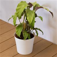Calathea Fusion Yellow