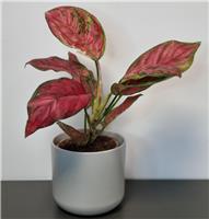 Aglaonema Spotted Star