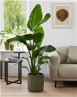 RARE - Strelitzia nicolai - LARGE White Bird of Paradise Plant 100-140cm