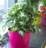 Syngonium Pixie - Arrowhead Plant