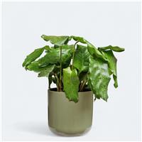 Calathea musaica 'Network' - Prayer Plant