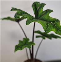 Alocasia 'Jacklyn'