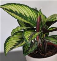 SPECIAL DEAL - Calathea ornata Beauty Star - Prayer Plant