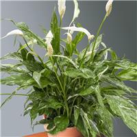 Spathiphyllum Diamond - Variegated Peace Lily