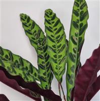 Calathea Lancifolia Rattlesnake
