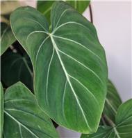Philodendron Gloriosum